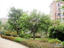 房子上下两层带双露台.住家安静,环境优美