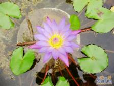 两江蔡家洋房社区,花园洋房, 环境优美,户型方正