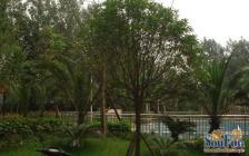 世纪光华 3室1厅 东北