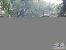 中山路 南北通透,采光好 装修好,环镜优美 近地铁 视野好,诚心出售