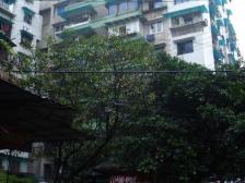 南坪 南坪正街二房39.1万