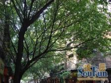 西门口地铁、净慧路低层框架大单间、自住收租均可