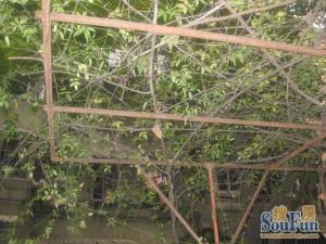 营通街67号 3室1厅 南