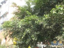 香都美地3室1厅东南