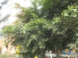 香都美地3室1厅东南