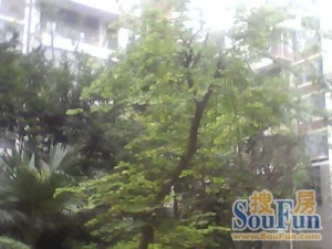 吉绿苑1室1厅西南