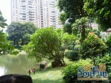 花样年君山别墅 独栋 安静位置 花园大 小区共三套