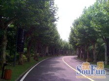 中安长岛 5室3厅 东 南 西 北