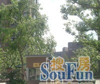 杨思前滩+明珠c+金色中环+四联排产品