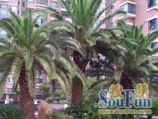 ViP委托销售,近商业街,送80平大露台,私家使用