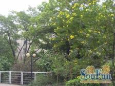 巴国城 金科500间一房