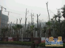 首创鸿恩国际生活区 2室1厅 西南