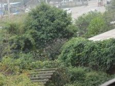 园丁园 2室1厅 西