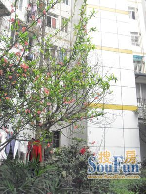 双华精装年实景图