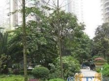 五里店 银座花苑二房