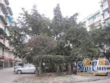 大成公寓3室2厅西南