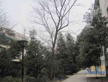 锦绣华都西区 3室2厅 南