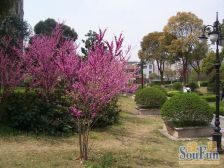 风度国际,电梯中层,南北通透,精装修,房东诚意出售