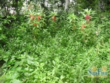 青景苑 3室2厅 东南 西北