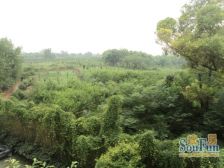 花样年别样城5室2厅东南