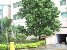 小区有花园人车分流的可以给老人和小孩散步和玩耍