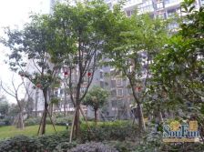 华宇阳光四季2室1厅东西