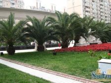 使用面积310,送露台一百多平方正规五房三代同堂