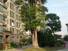 经纬学府涵青花园(二期) 2室1厅 南 北