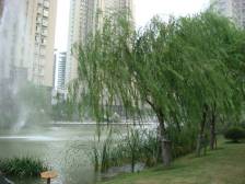 盛世年华三房出租