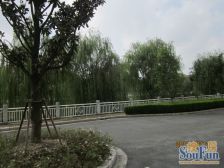 旭辉铂悦西郊 5室3厅 南