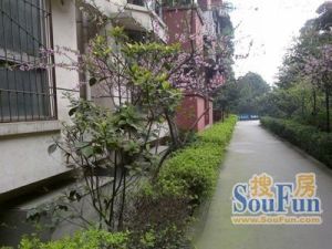 九里园3室2厅东南