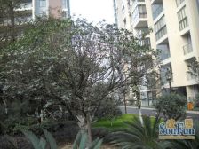 双华麓港 2室1厅 西