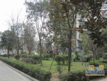 锦绣华都西区 3室1厅 东北