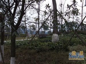 锦江帆影3室2厅西南