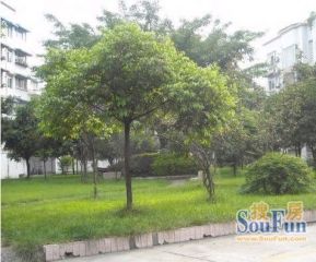 信合花园 2室1厅 南 北