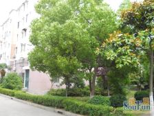 夏阳 · 华骥苑-青峰路123弄 · 2室 · 2厅