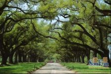 华侨城纯水岸208区 8室3厅 东