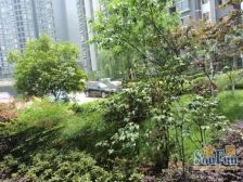 天府江南B区2室1厅东南
