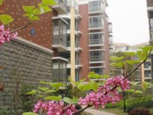 欧式建筑风格,环境好,居住密度低