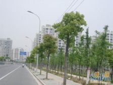 坐拥两大公园与森兰花园城,飞机三房,好楼层好位置!