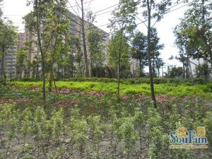 清河阳光4室2厅南北
