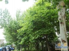 独栋小区好位置,无遮挡,可停好几辆车,大花园