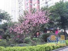 单价五仟买万达带露台 精装修四房—五房