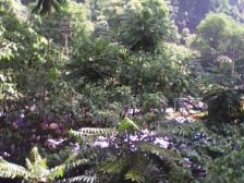 渝中区 化龙桥 一线看江 诚心出售