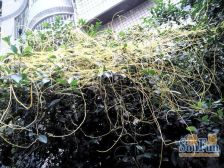 主城片区 云辉丽都五房56万