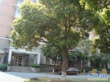 近地铁 400米 徐汇日月光400米 楼层好