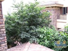 汽博商圈精装联排9.9成新装修花费400颗