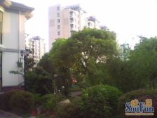 张江必看独栋别墅+全新装修未入住+小区位置好