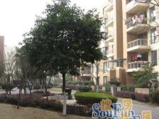 新上房源, 全屋定制装修, 带花园,位置佳,明强