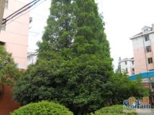 华骥苑 2室1厅 南 北